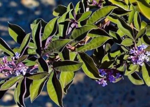 Mạn kinh tử với ung thư phổi – Nốt thăng của một vị thuốc Đông y